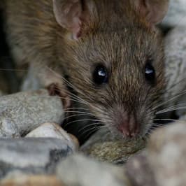 Foto myši pro článek Boj proti myším: Nejúčinnější rady pro likvidaci svépomocí - ZZGROUP.CZ