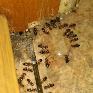 Hubení mravenců profesionální gelovou požerovou nástrahou - ZZGROUP.CZ
