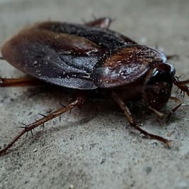Foto švábu pro článek Likvidace švábů snadno a rychle - ZZGROUP.CZ