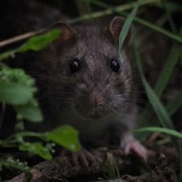 Foto myši pro článek Deratizace: Jaká rizika představují myši, potkani nebo hraboši? - ZZGROUP.CZ