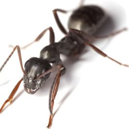 Foto mravence pro článek Zbavte se mravenců rychle a účinně. - ZZGROUP.CZ