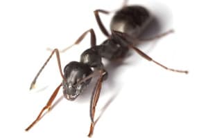 Foto mravence pro článek Zbavte se mravenců  - ZZGROUP.CZ