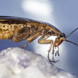Foto švábu pro článek Rus nebo šváb? Rozeznejte je a zbavte se jich - ZZGROUP.CZ