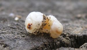 Červotoč pronikavý (larva). Foto: KaiMartin, Wikimedia Commons