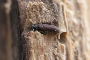 Dospělý červotoč ve dřevě. Foto: Siga, Wikimedia Commons