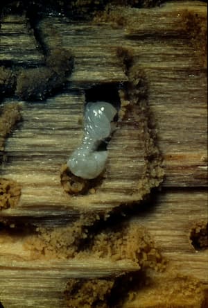 Larva červotoče ve dřevě. Foto: Forestry and Forest Products, CSIRO, Wikimedia Commons