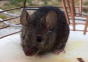 Myš domácí. Foto: Bolid74, Wikimedia Commons - ZZGroup.cz