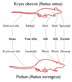 Hlavní rozlišovací znaky krysy a potkana. Zdroj: Karim-Pierre Maalej a Packa, Wikimedia Commons - ZZGroup.cz
