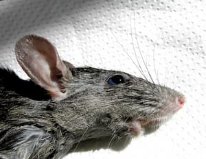 Detail hlavy krysy obecné. Foto: CHUCAO, Wikimedia Commons