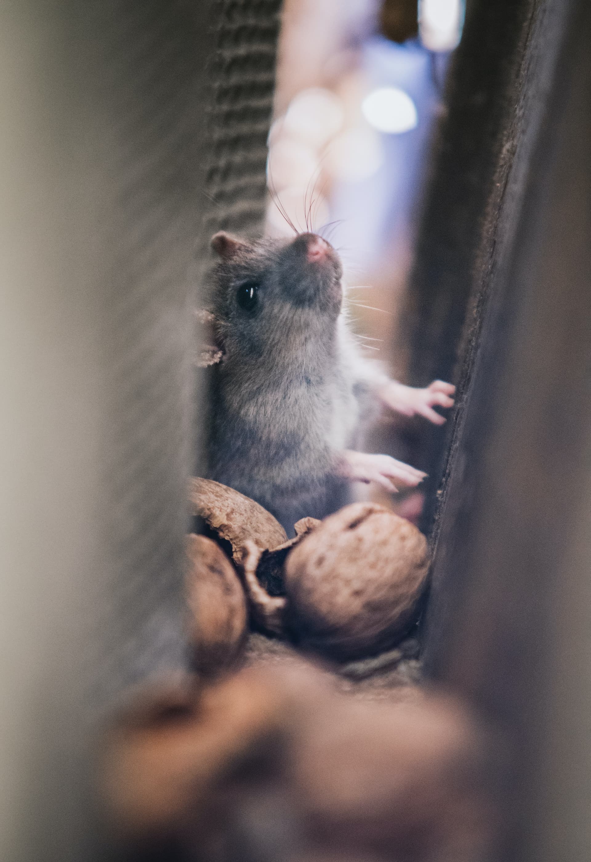 Jak se zbavit myšího zápachu?