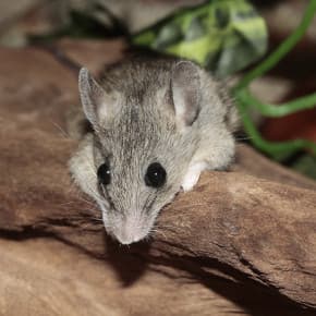 Foto myši pro článek Jak vydezinfikovat domácnost po myších a jak se zbavit zápachu? - ZZGROUP.CZ