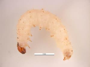 Potravinový mol (zavíječ moučný) – larva. Foto: Simon Hinkley & Ken Walker, Museum Victoria, Wikimedia Commons