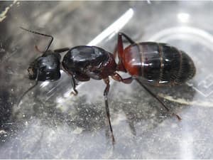 Dřevokazný mravenec – královna. Foto: Volker Borovsky, Wikimedia Commons