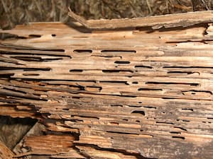 Dřevo napadené mravencem dřevokazem. Foto: Bjørn Fritsche, Wikimedia Commons
