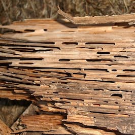 Mravenec dřevokaz – v lese pomáhá, v domech škodí - ZZGROUP.CZ