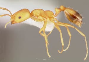 Dělnice mravence faraona. Foto: Animal Diversity Web, Flickr