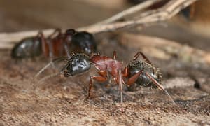 Dřevokazný mravenec – dělnice. Foto: Richard Bartz, Wikimedia Commons