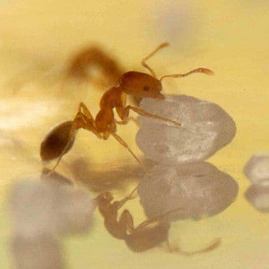 Foto mravence pro článek Nejběžnější druhy mravenců v kuchyních + 9 tipů, jak se jich zbavit - ZZGROUP.CZ