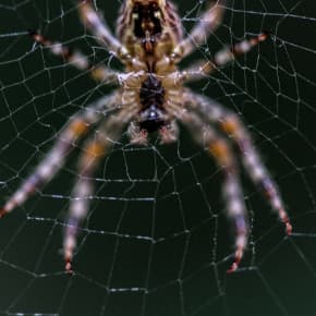 Foto pavouku pro článek Pavouci: Jak je vyhnat z domova? Babské rady i profesionální řešení - ZZGROUP.CZ