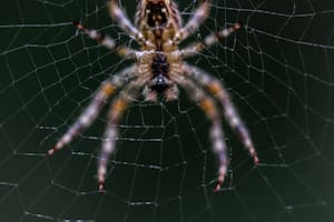 Foto pavouka: Pexels