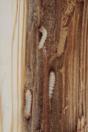 Larvy tesaříka krovového v napadeném dřevě. Foto: svajcr, Wikimedia Commons