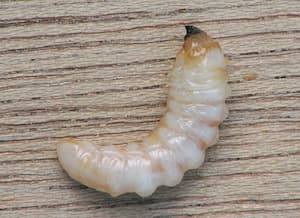 Larva tesaříka krovového. Foto: Rasbak, Wikimedia Commons
