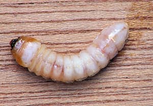 Larva tesaříka krovového. Foto: Rasbak, Wikimedia Commons