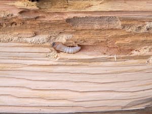Larva tesaříka krovového v napadeném dřevě. Foto: Rasbak, Wikimedia Commons