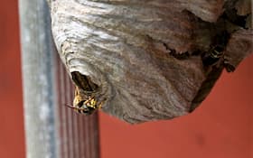 Foto vosího hnízda pro článek Nebezpečí na Vaší zahradě  - ZZGROUP.CZ