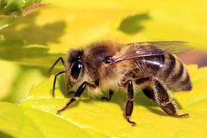 Včela medonosná (Foto:Charles J.Sharp Wikimedia.com)