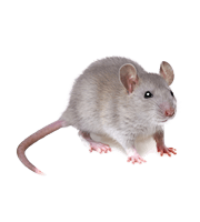 myši, potkany a jiné hlodavce