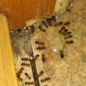 Hubení mravenců profesionální gelovou požerovou nástrahou